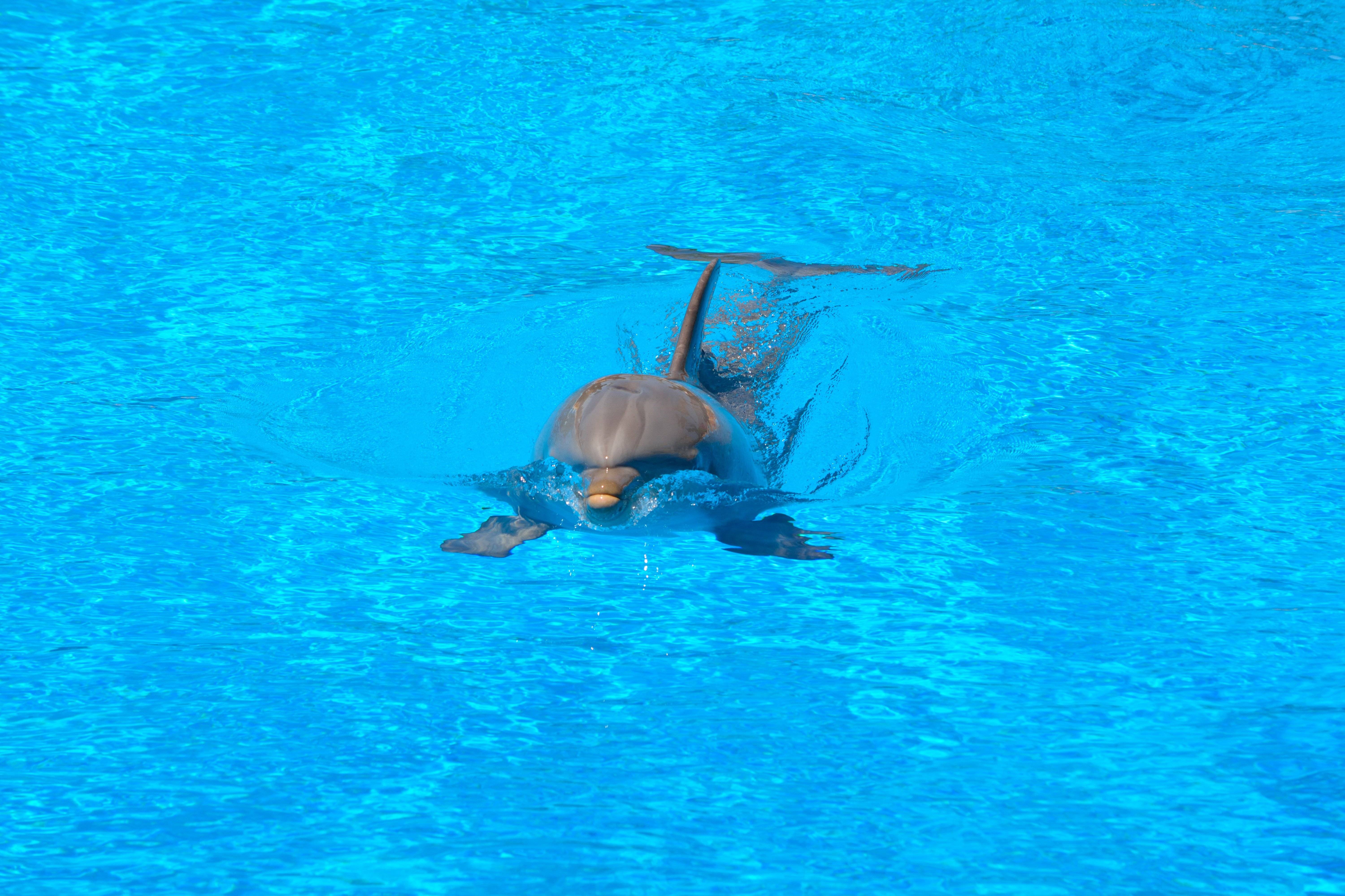 DolphinScheduler 2.伪集群与集群部署文档