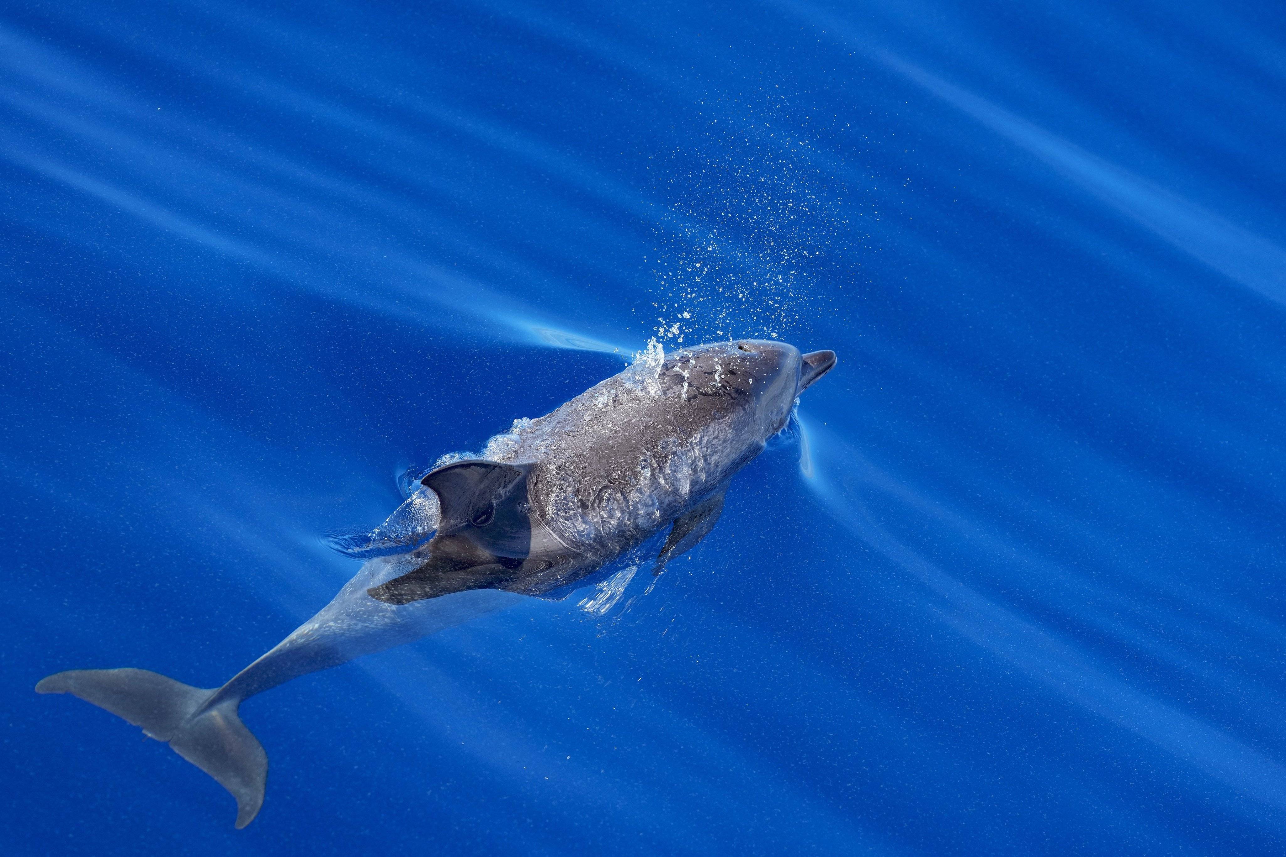 DolphinScheduler 1.介绍与单节点部署